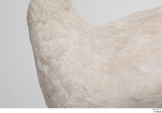 Mute swan chest neck 0002.jpg